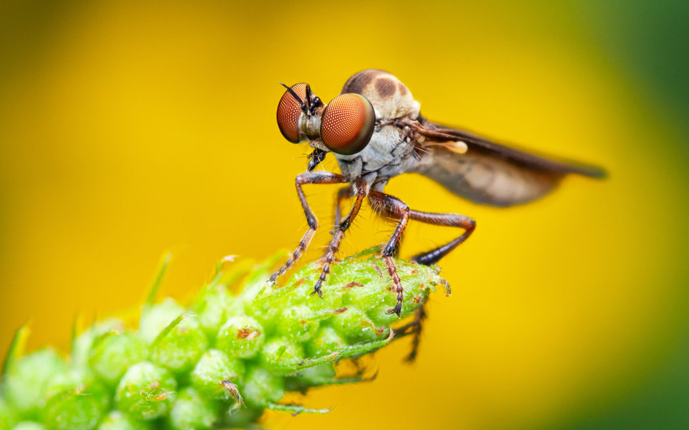Gnat ogre robber fly